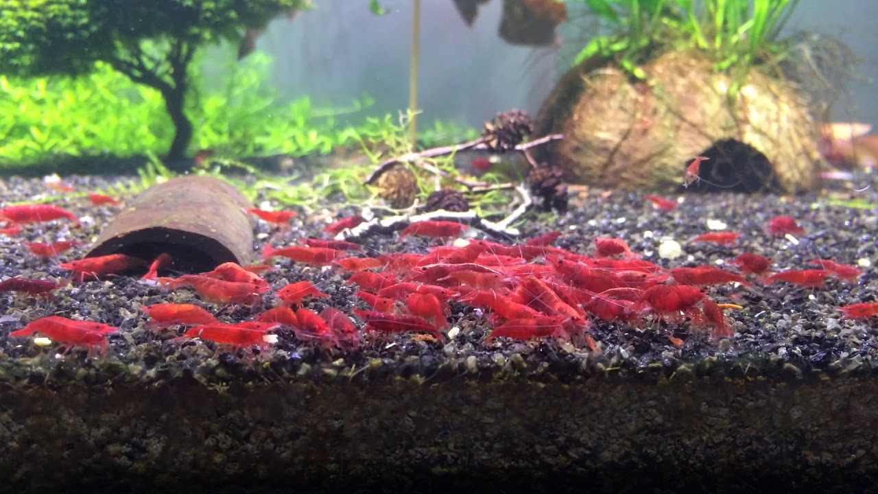 Tatlı Su Karideslerinde Üreme “Neocaridina” (Kendi tecrübelerim)