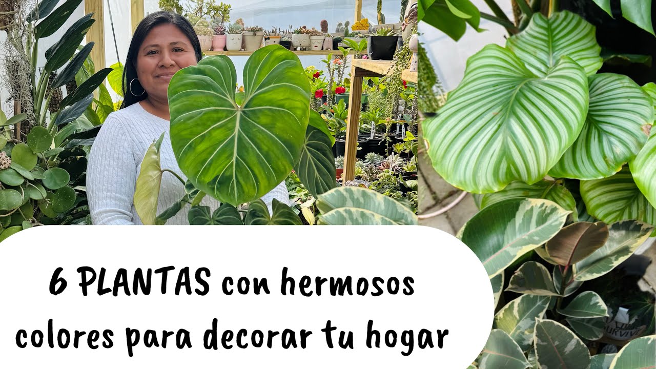 6 PLANTAS Con  hermosos colores  para decorar tu hogar