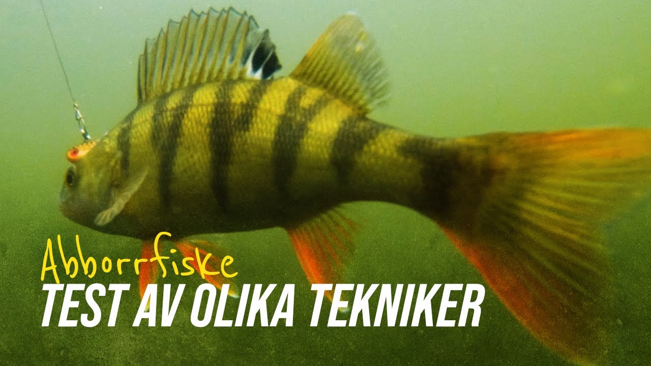 Vilken teknik är bäst för abborre? | Stort test