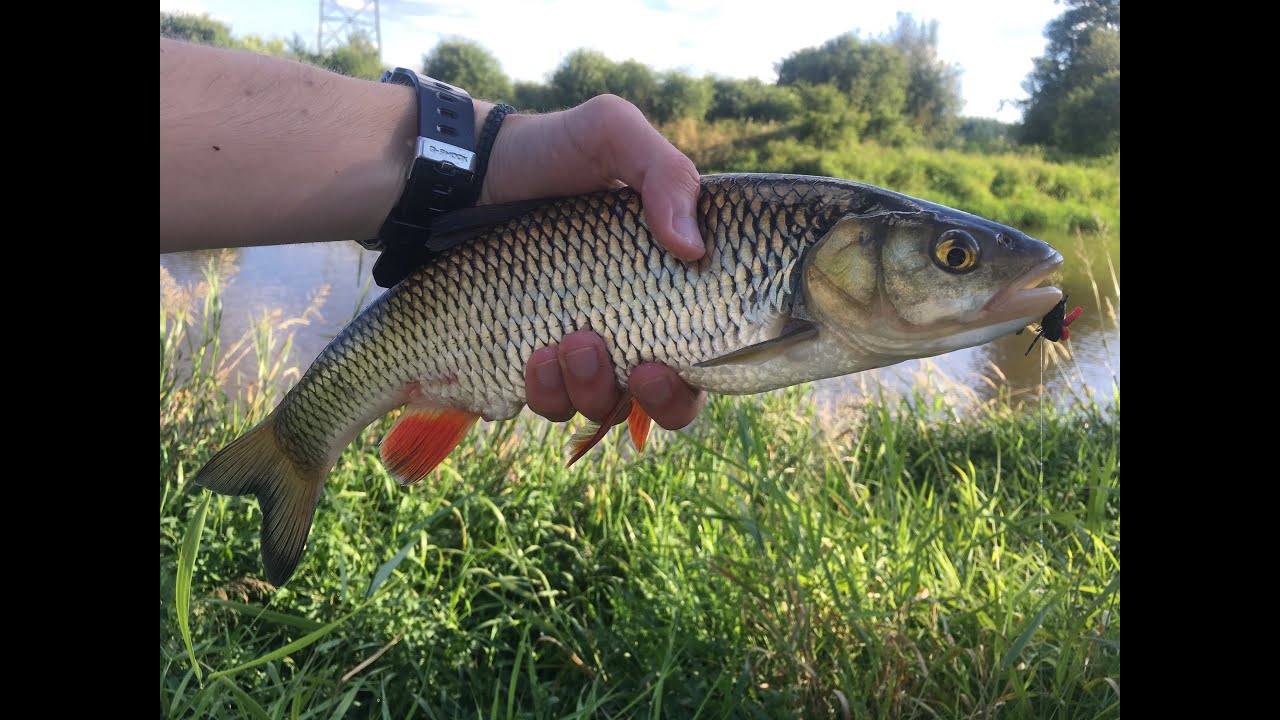 Wędkarstwo muchowe na rzece Liwiec  | Letnie KLENIE na muchę | Muchy na klenia |