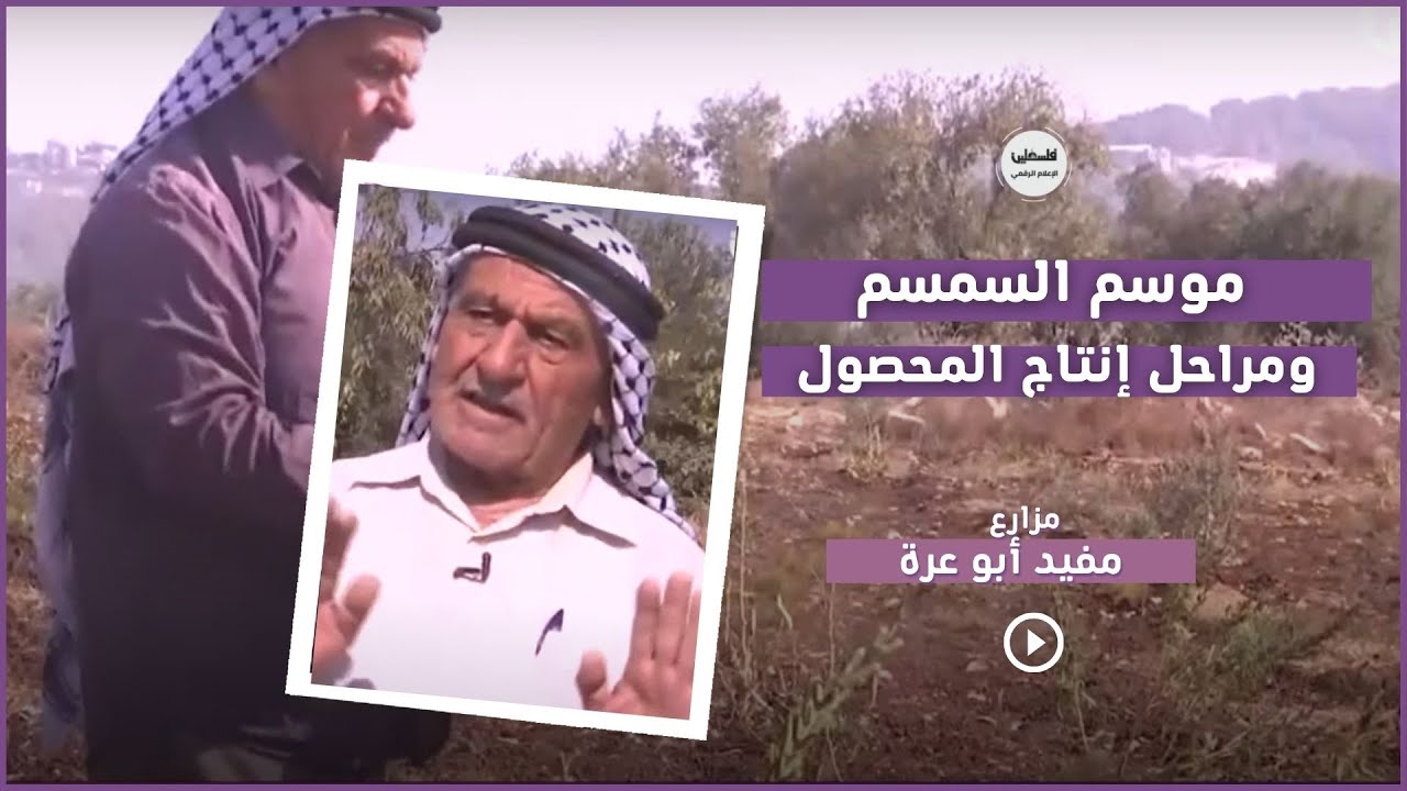 موسم السمسم ومراحل إنتاج المحصول