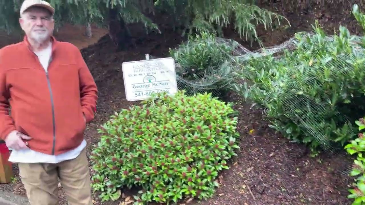 Winter landscaping 1