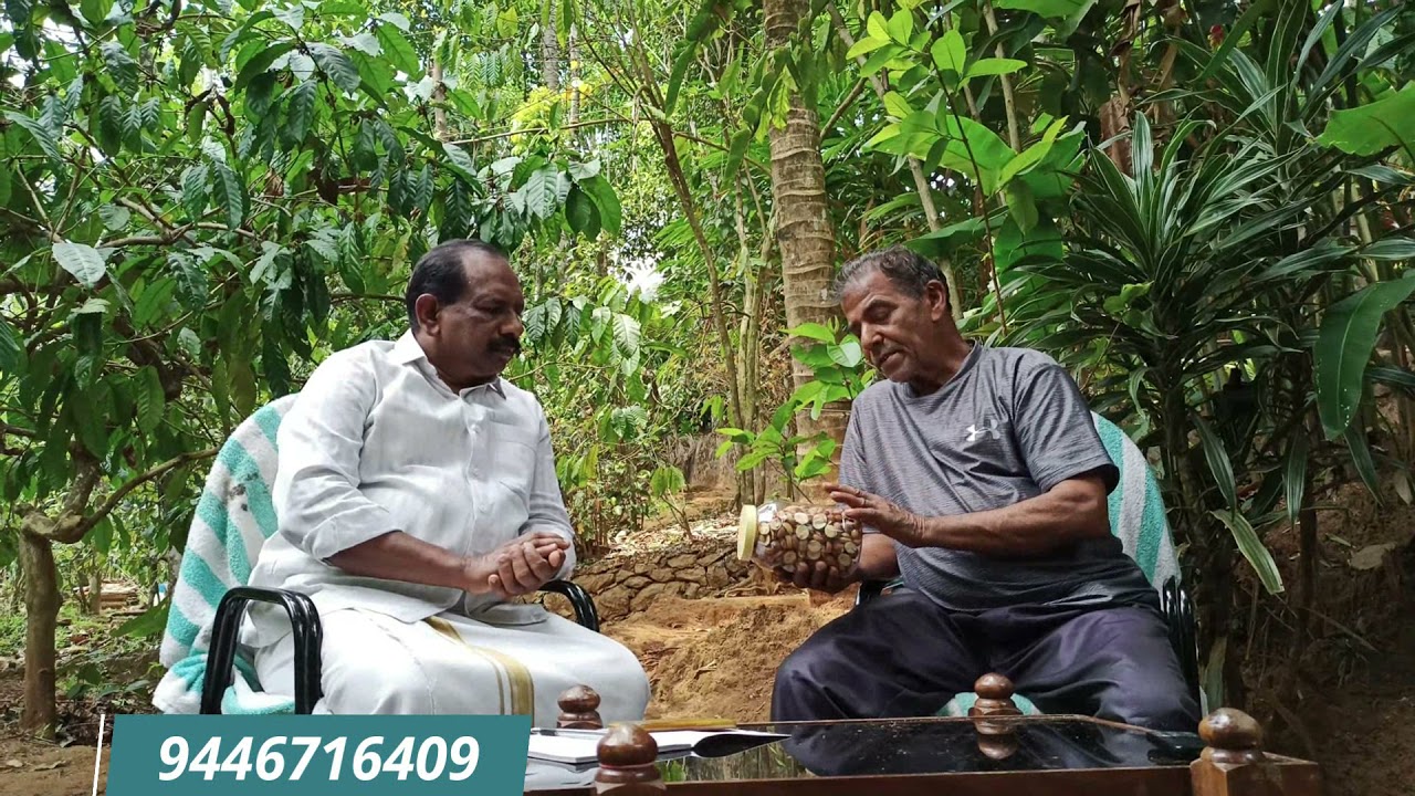 Cycas Circinalis Benifits | ഈന്ത് ,  ഉപയോഗങ്ങൾ, ഔഷധ ഗുണങ്ങൾ | VMF