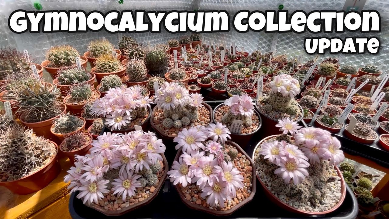 Gymnocalycium Collection new growth and flowers | Cactus and Succulents Plants | 6May21