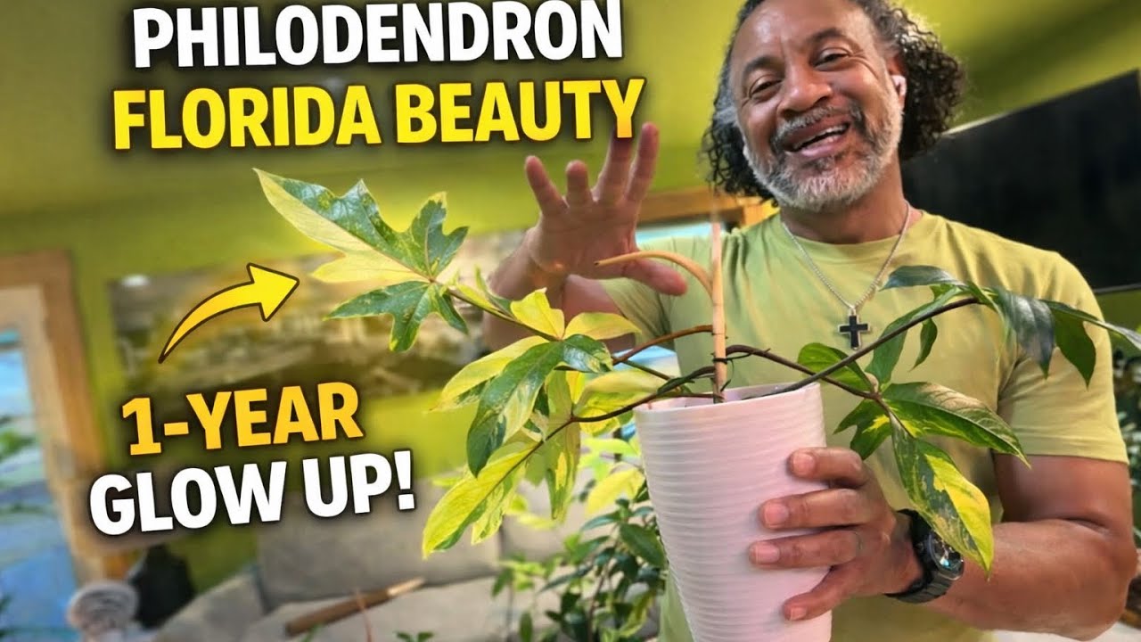 🌿 Philodendron Florida Beauty — 1 Year Glow Up! 🤯 | Rare Plant Anniversary #floridabeauty #aroids