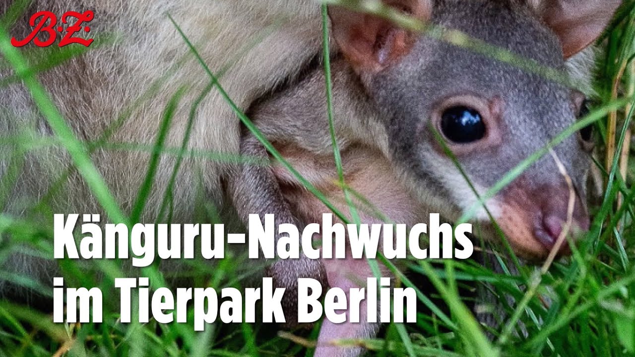 Känguru-Nachwuchs im Tierpark Berlin