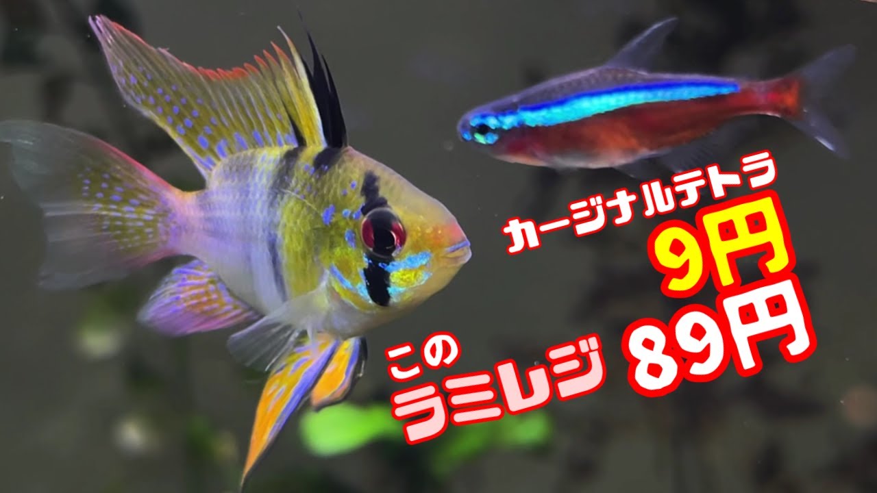 【アクアリウム】カージナルテトラ、1匹9円/低価格だけど良い状態の熱帯魚→マジメな街の熱帯魚店にいました/大切にしたい誠実でメンテは行き届いたアクアリウムショップを紹介します