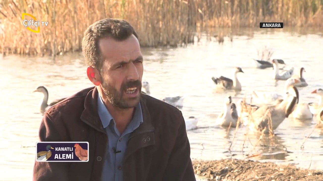 Kanatlı Alemi-Kaz Yetiştiriciliği..