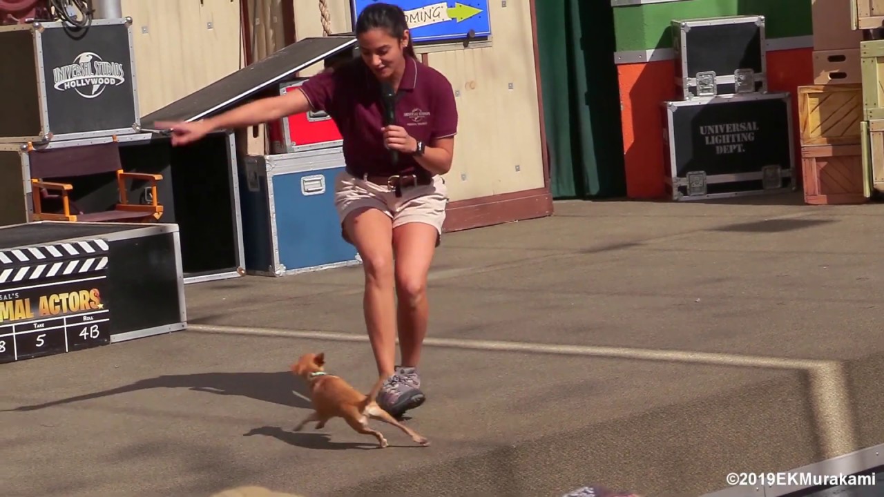 Animal Actors - Universal Studios Hollywood - 2019