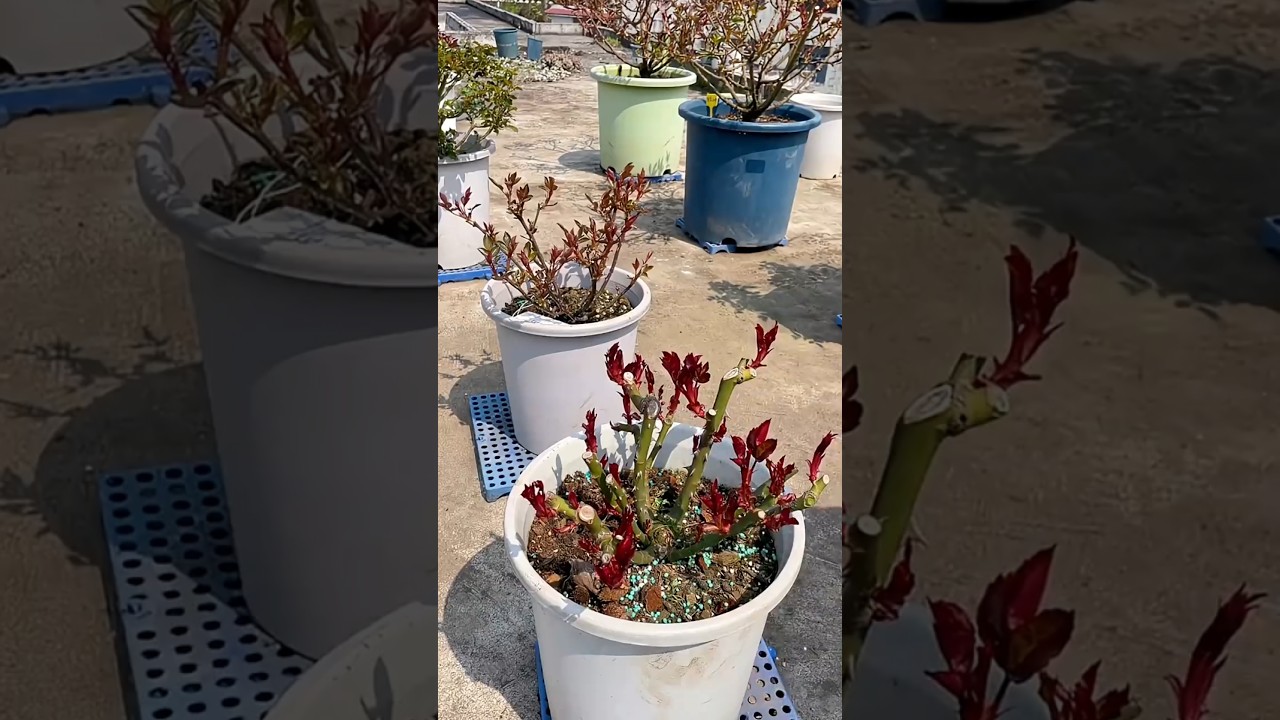 Hard pruning and final amazing result #flowers #rosecaring #gardening #garden #rosegarden #rose