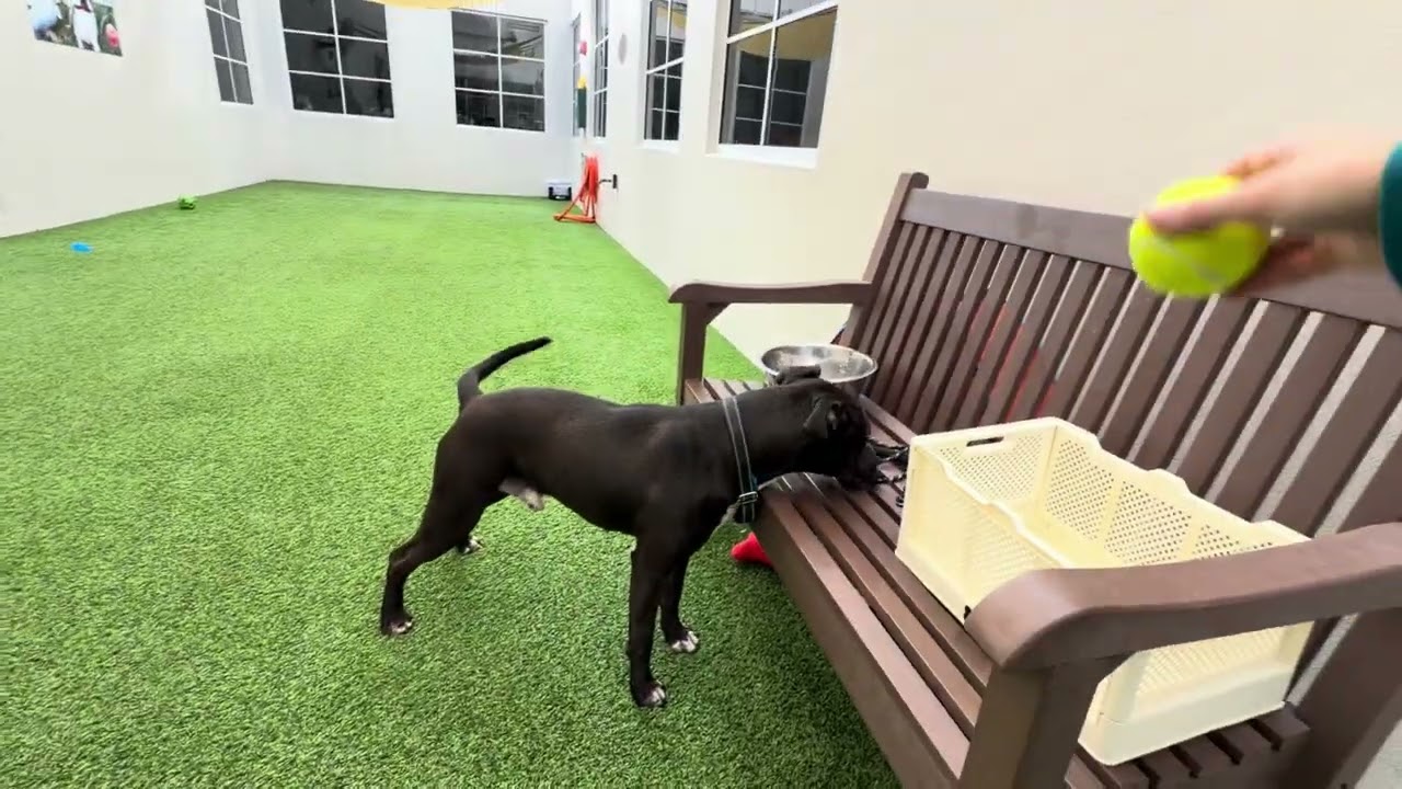 Dasher is waiting to belong ❤️🐾