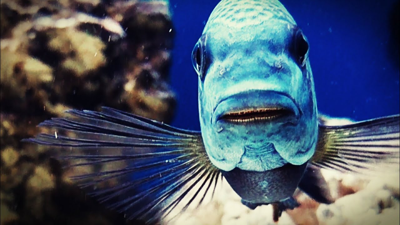 Tropheus Duboisi African Cichlid up close HD 2