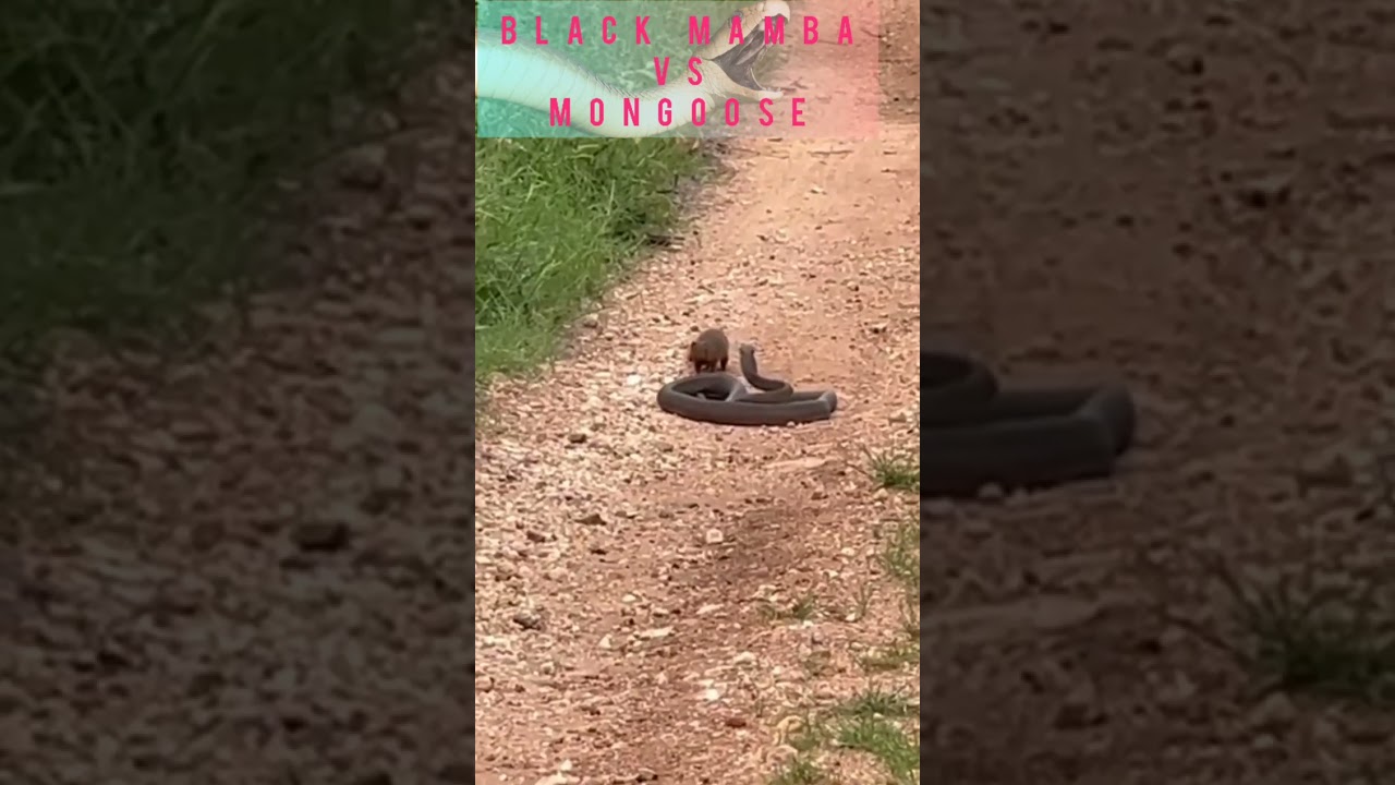 Mongoose versus Black Mamba