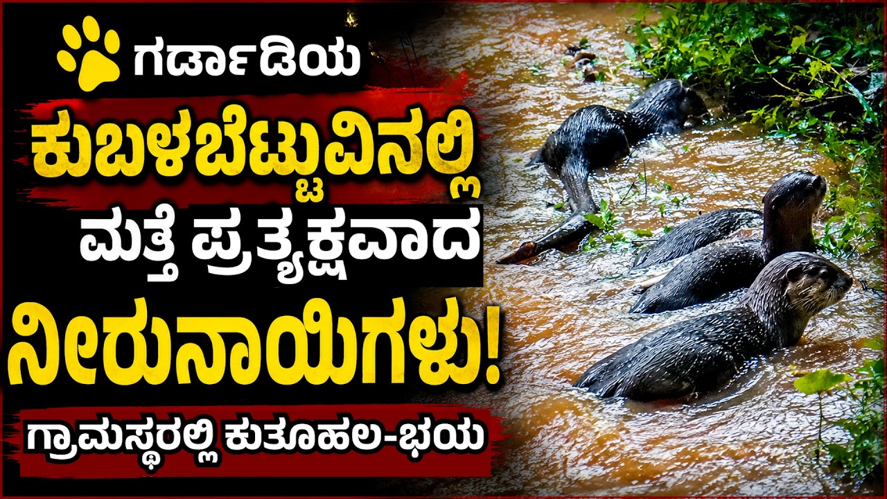 🐾 ಗರ್ಡಾಡಿಯ ಕುಬಳಬೆಟ್ಟುವಿನಲ್ಲಿ ಮತ್ತೆ ಪ್ರತ್ಯಕ್ಷವಾದ ನೀರುನಾಯಿಗಳು! ಗ್ರಾಮಸ್ಥರಲ್ಲಿ ಕುತೂಹಲ-ಭಯ