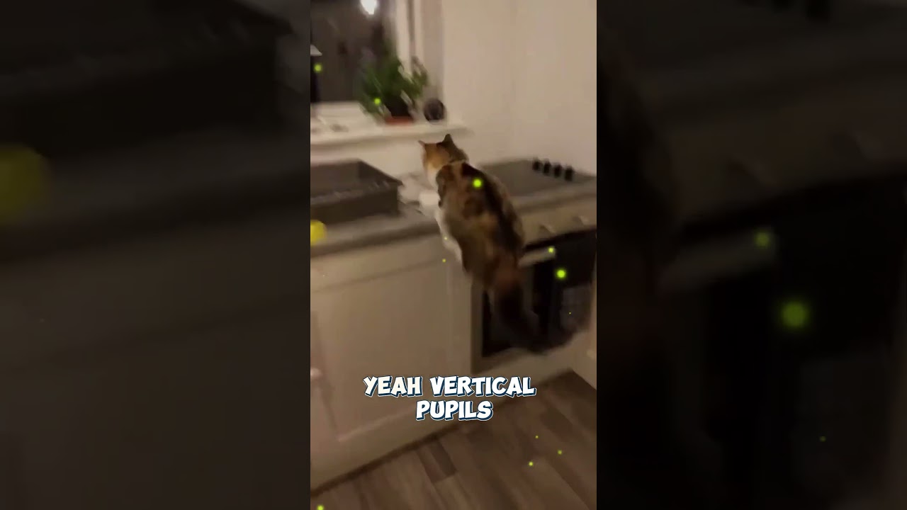 Why Cats Have Vertical Pupils 👀🐾