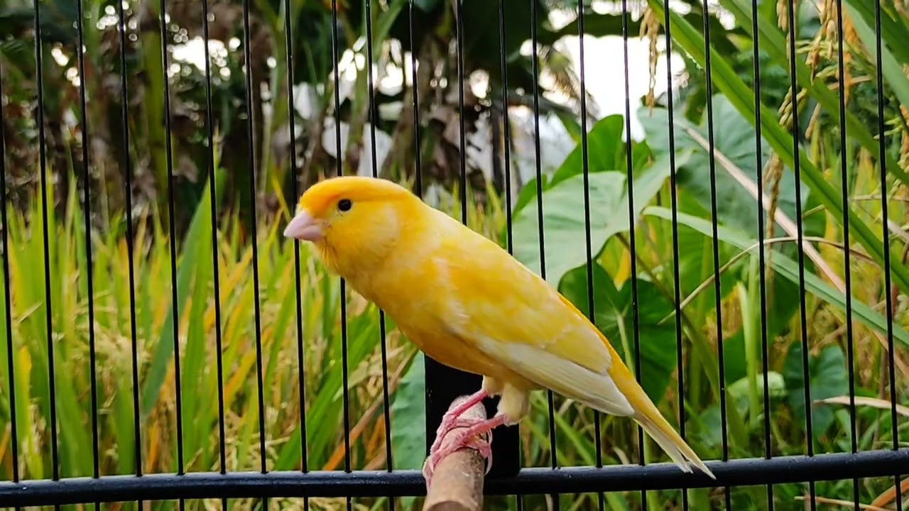 Canary training video - Best yellow canary singing for training Male