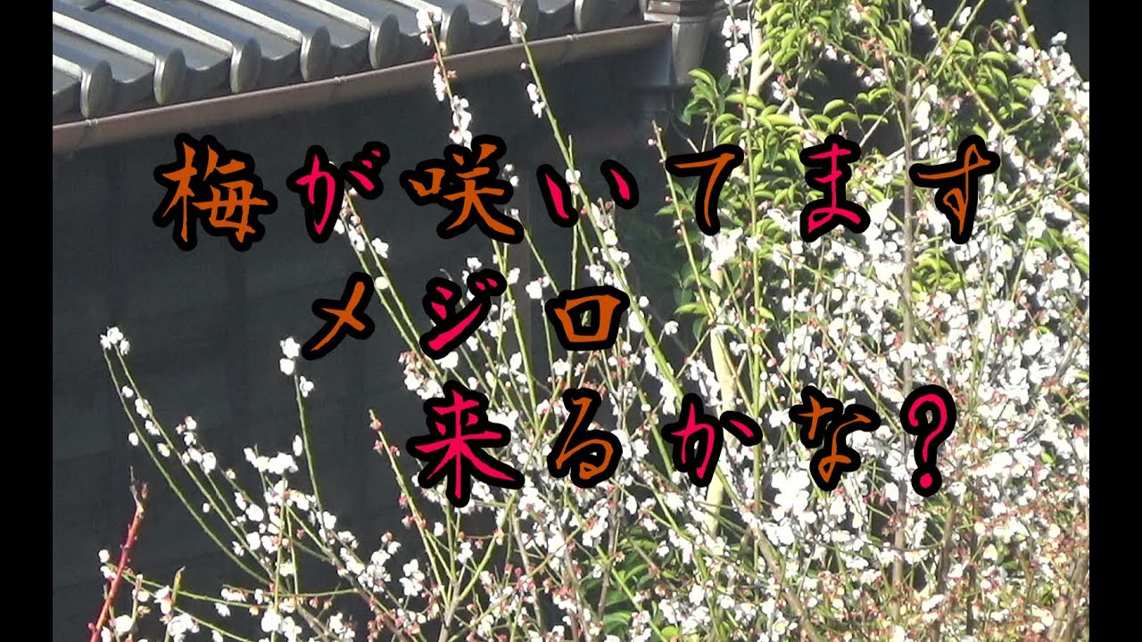 梅が咲いてます　メジロ　来るかな?(ミュート配信)