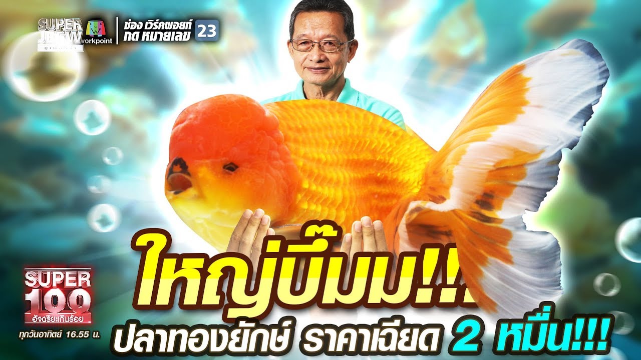 ใหญ่บึ๊มมม!!! ลุงวิทย์ ปลาทองยักษ์ ราคาเฉียด 2 หมื่น!! | SUPER100