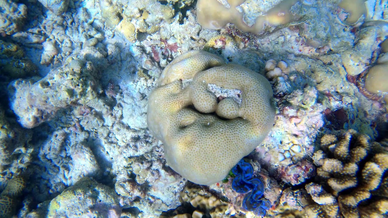 Maayafushi Subacquea (Maldive) Dicembre 2018