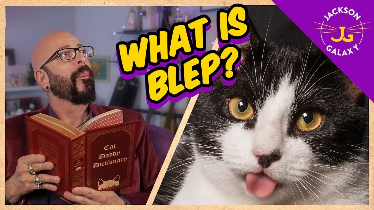 Czym jest Blep? | Słownik Cat Daddy