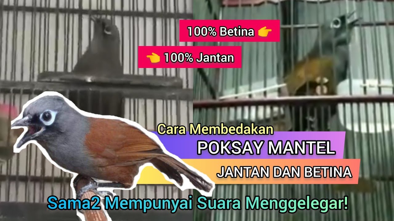 Poksay Mantel Jantan dan Betina. Sama-sama Mempunyai Suara yang Menggelegar