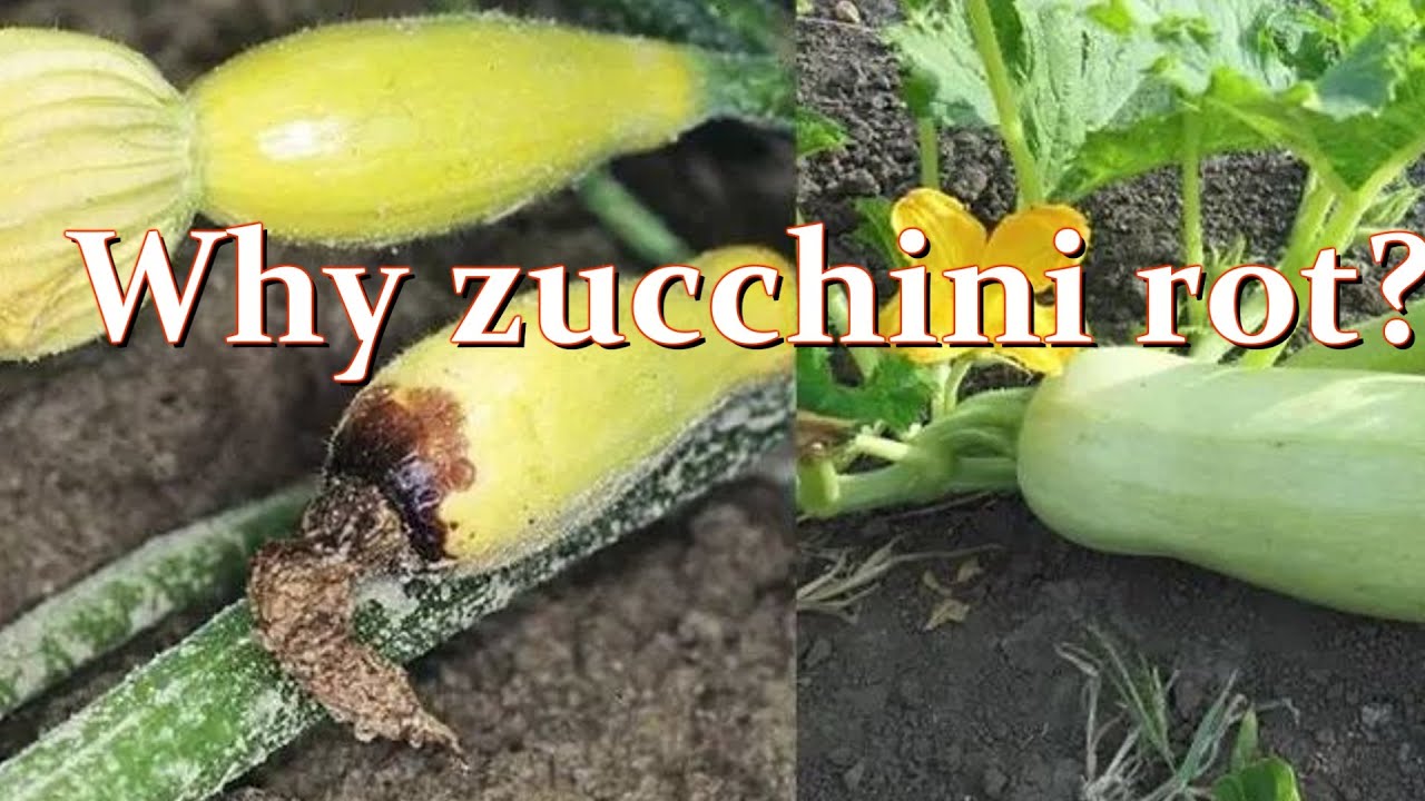 Why zucchini rot and what things and fertilizers will help stop zucchini rot / Alexa's Garden