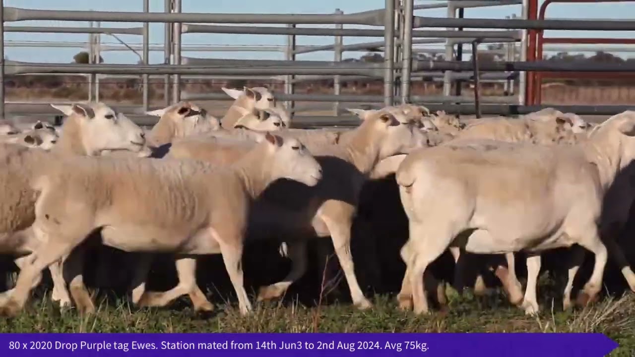 CPC Station mated White Dorper Ewes.