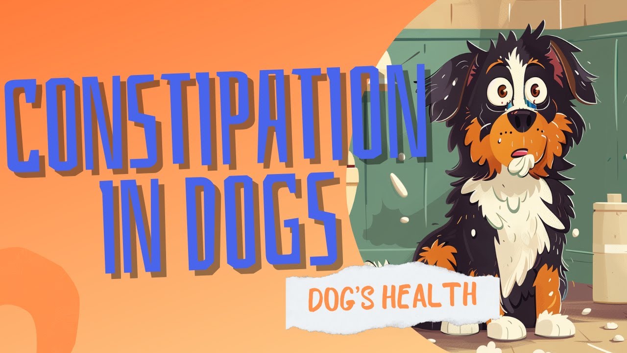 Essential Guide to Prevent and Treat Dog Constipation | Dog's Health