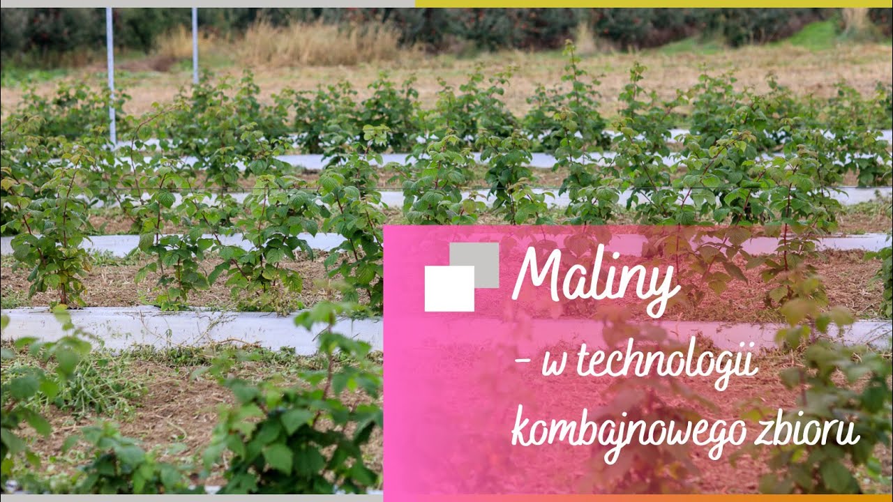 Maliny w technologii kombajnowego zbioru