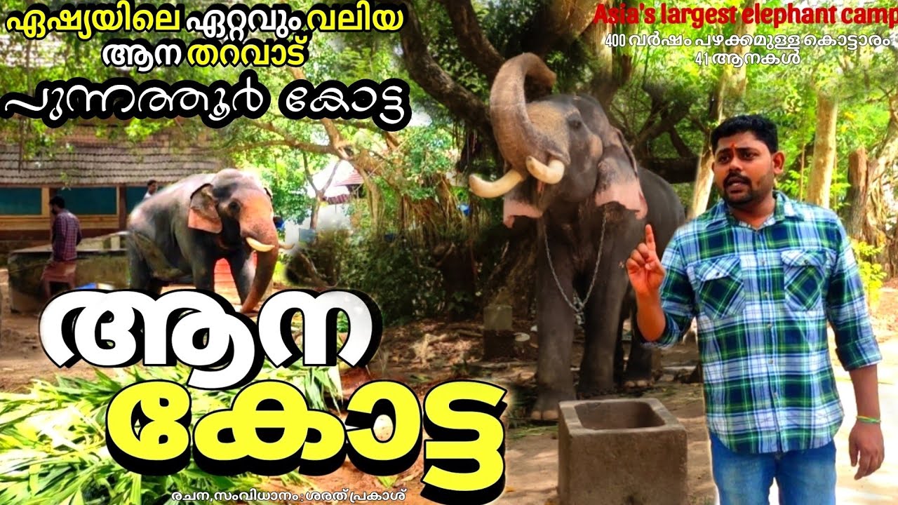 ഏഷ്യയിലെ ഏറ്റവും വലിയ ആന താവളം! Punnathur kotta elephant camp Full video part-2 !  പുന്നത്തൂർ കോട്ട
