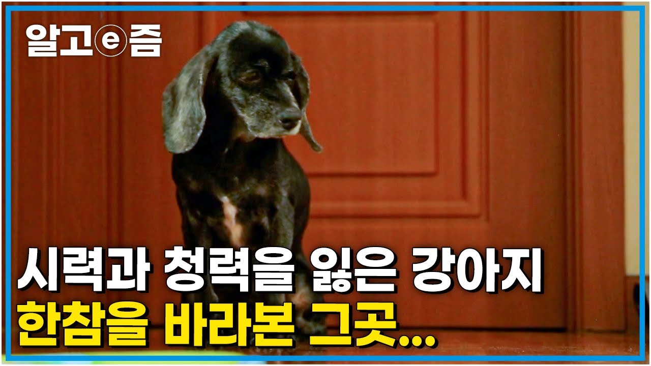 나이가 들어 시력과 청력을 잃어버린 개 앉아서 무엇을 기다리는 걸까?┃세상에 나쁜 개는 없다┃알고e즘