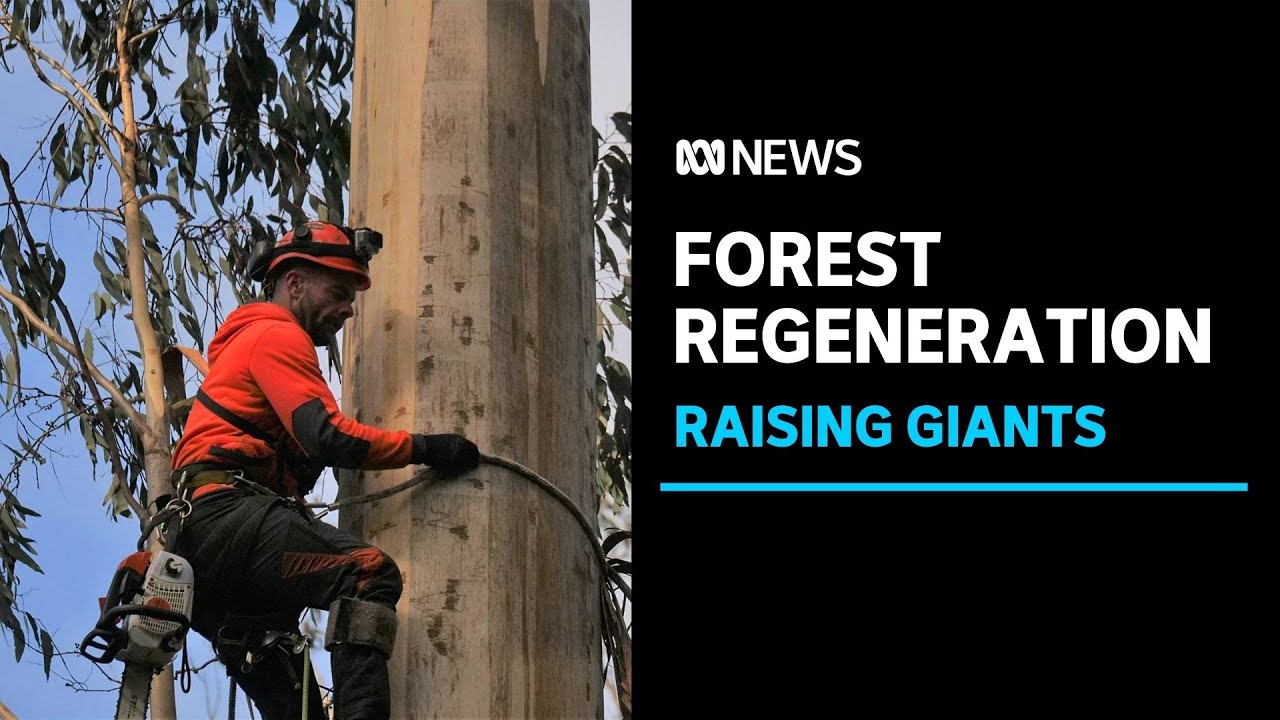 Victoria's ash forests at risk as tree climbers work to replenish seed bank | ABC News