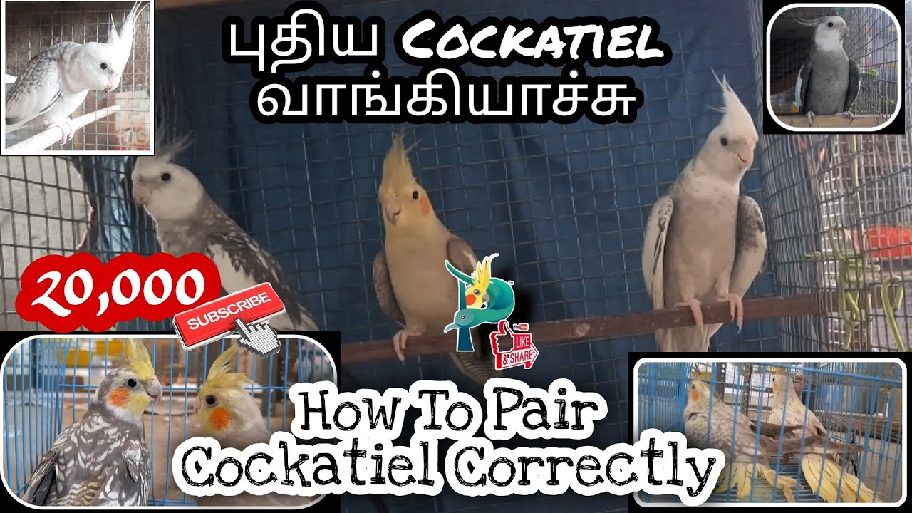 காக்டெய்லை எப்படி ஜோடி சேர்ப்பது | How to Pair Cockatiel |Our New Cockatiel Collection|PETZZZTAMIZHA