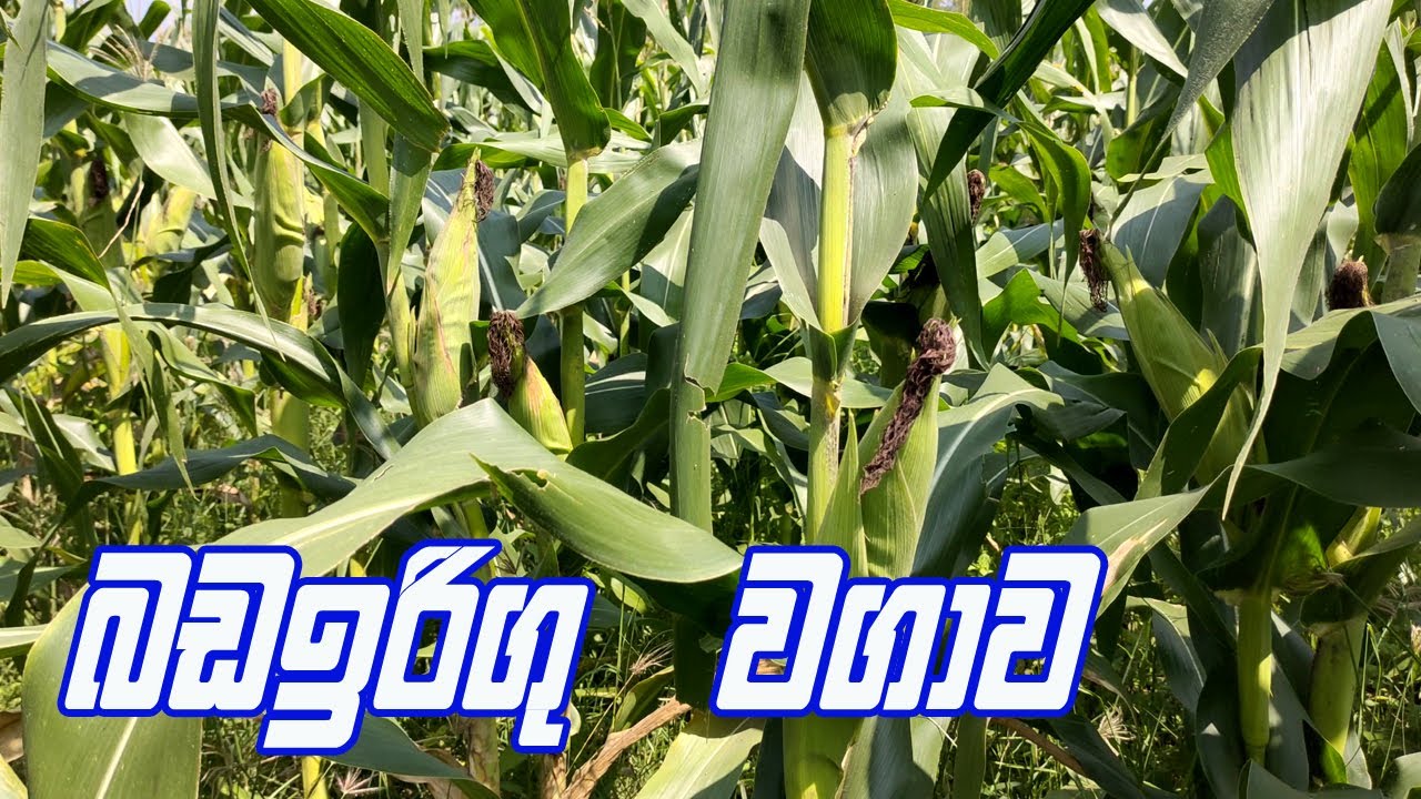 බඩ ඉරිගු වගාව / badairigu wagawa / Corn cultivation in sri lanka