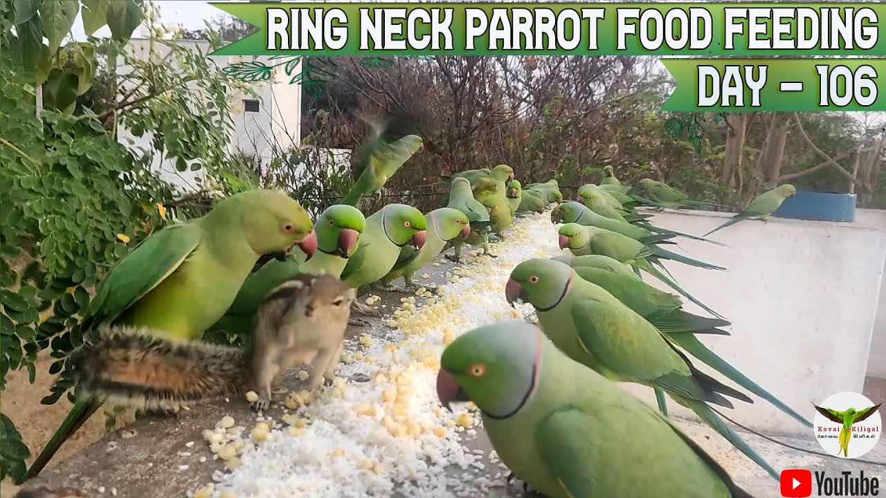 Indian Ring Neck Parrot Food Feeding Day 106 / 