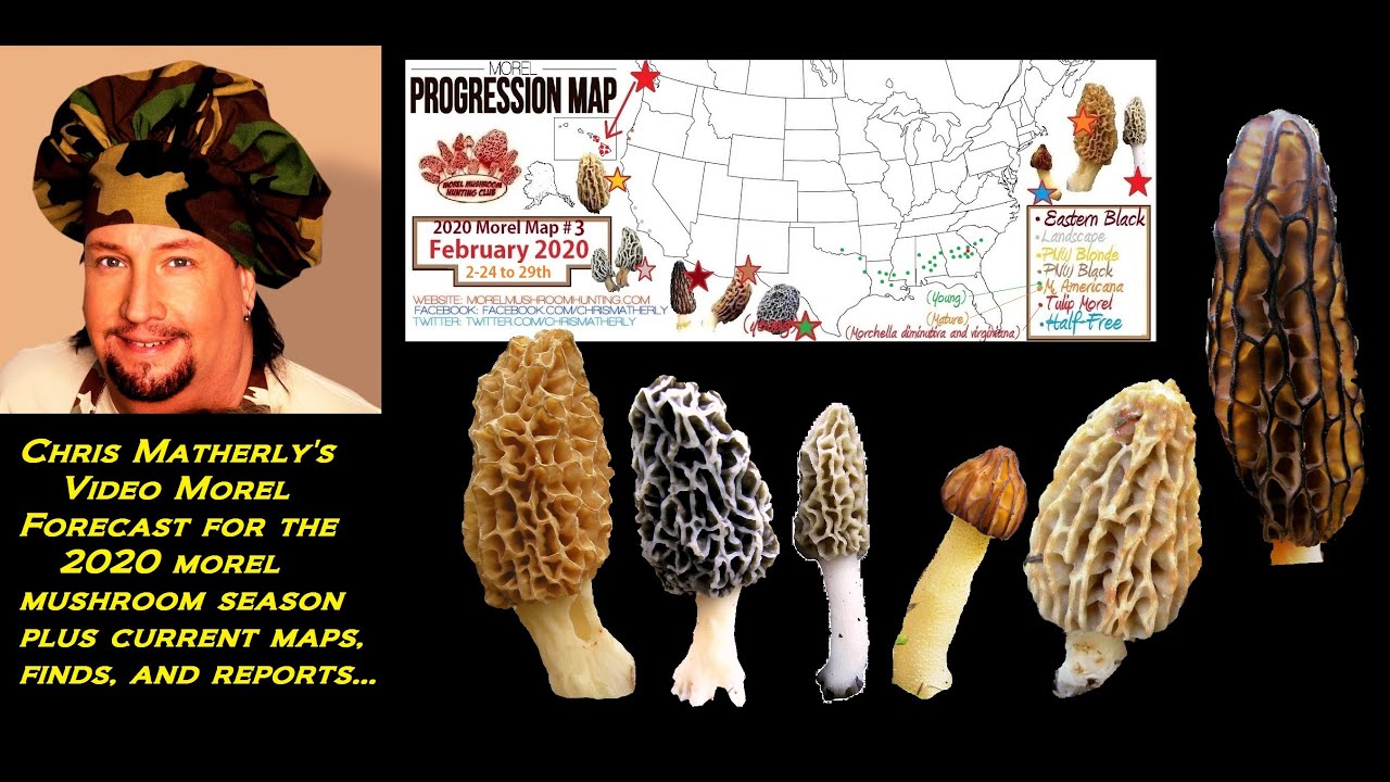 2020 Morel Mushroom Forecast For The New Season By Chris Matherly