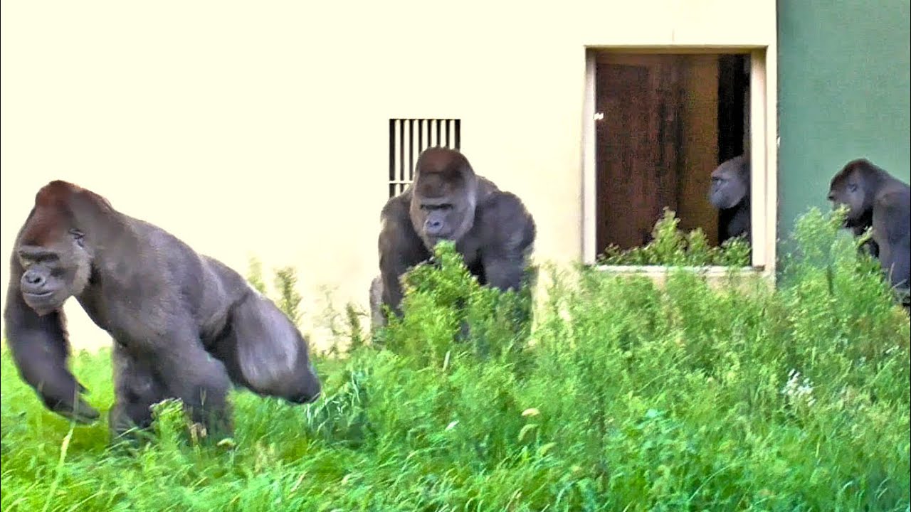 Shabani and the others spent time outside, anxiously waiting for Nene to recover. Gorilla