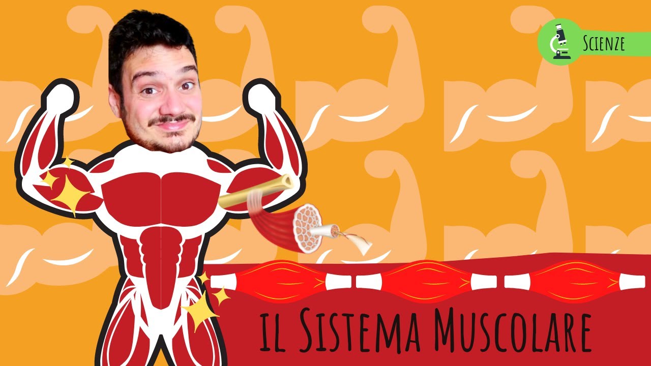 IL SISTEMA MUSCOLARE - Le scienze spiegate FACILI