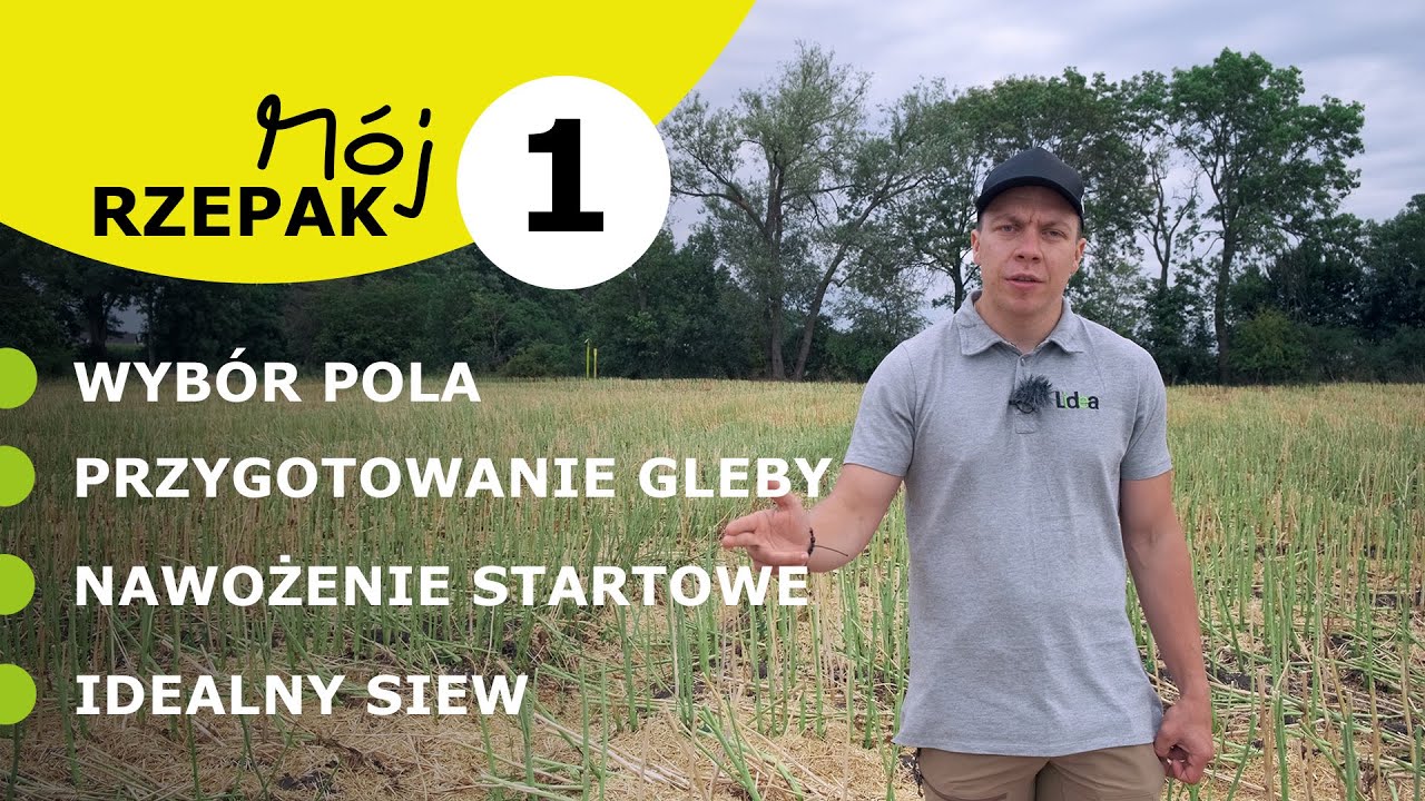M&oacute;j RZEPAK 1 Jak przygotować pole pod siew rzepaku ozimego?