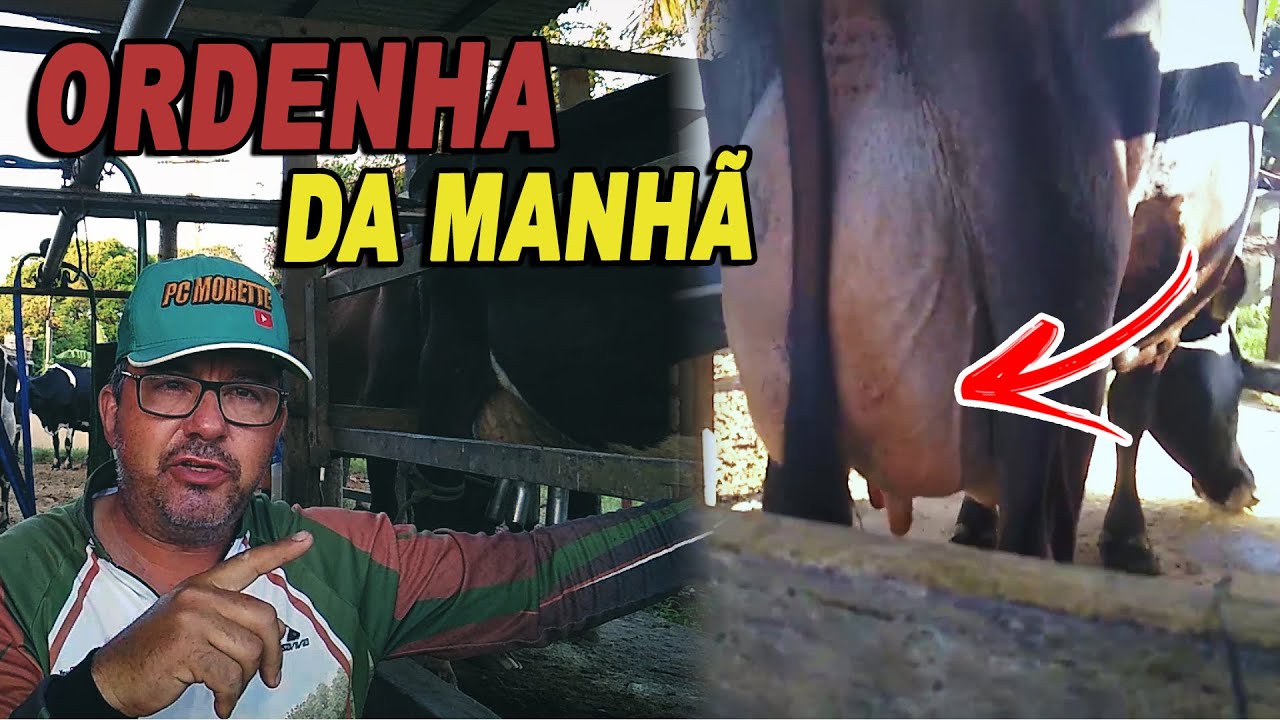 MASTITE NUNCA MAIS!! COMO ELIMINEI ESSE PROBLEMA DAS MINHAS VACAS!