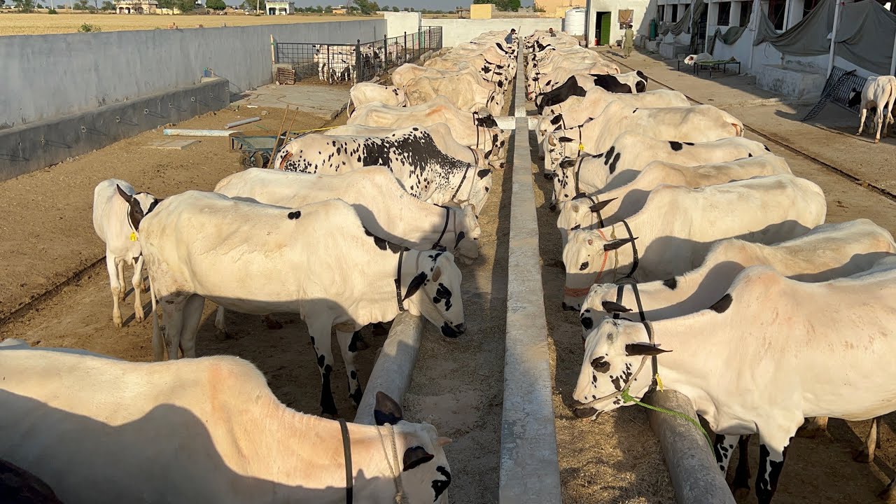 Biggest Fateh Jangi Dhani Breed of SK Cattle Farm