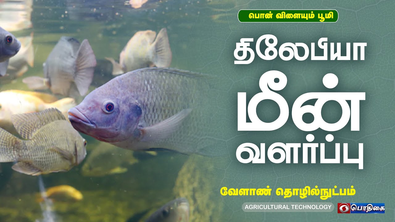 திலேபியா மீன் வளர்ப்பு | Agricultural Technology