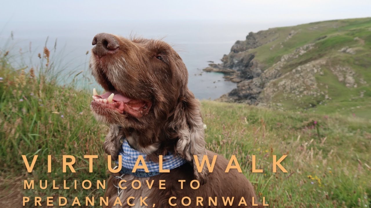 Pilchards and Shipwrecks! Virtual, step-by-step dog walk Mullion Cove to Predannack, Cornwall