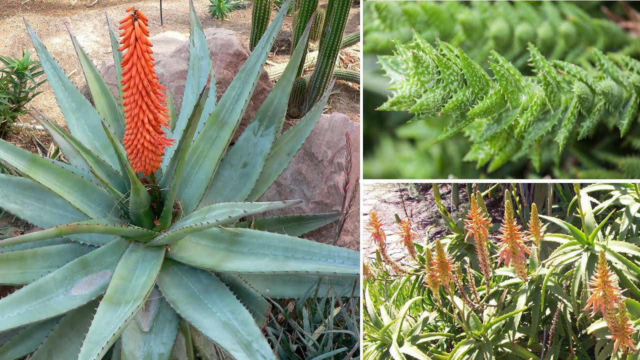 6 Tipi di Aloe Davvero Belle, Fantastiche per Decorare il Giardino o il Balcone