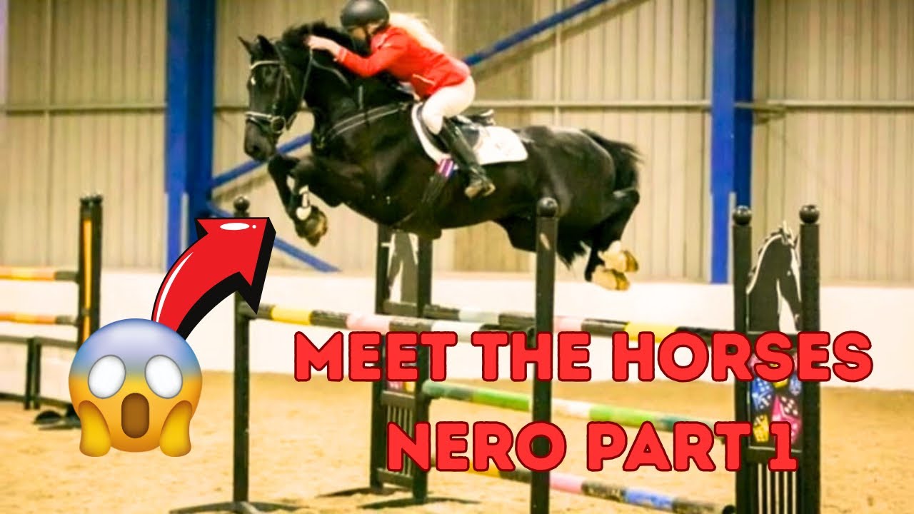 MEET THE HORSES PART 1 NERO - Our First Chapter