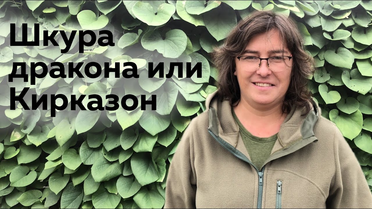 Шкура дракона или Кирказон (Аристолохия)