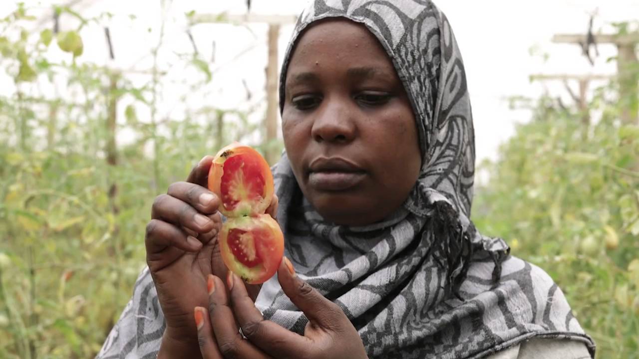Towards tackling invasive Tuta absoluta