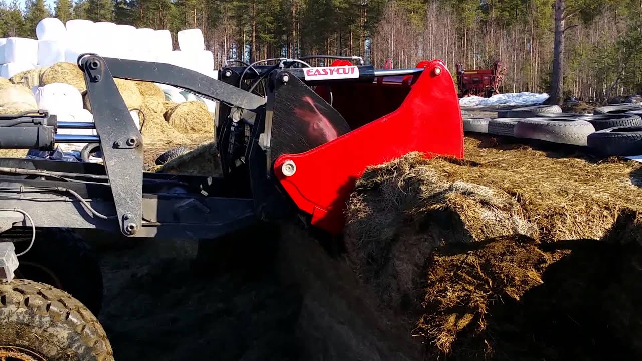 Kor i Svallet ensilage