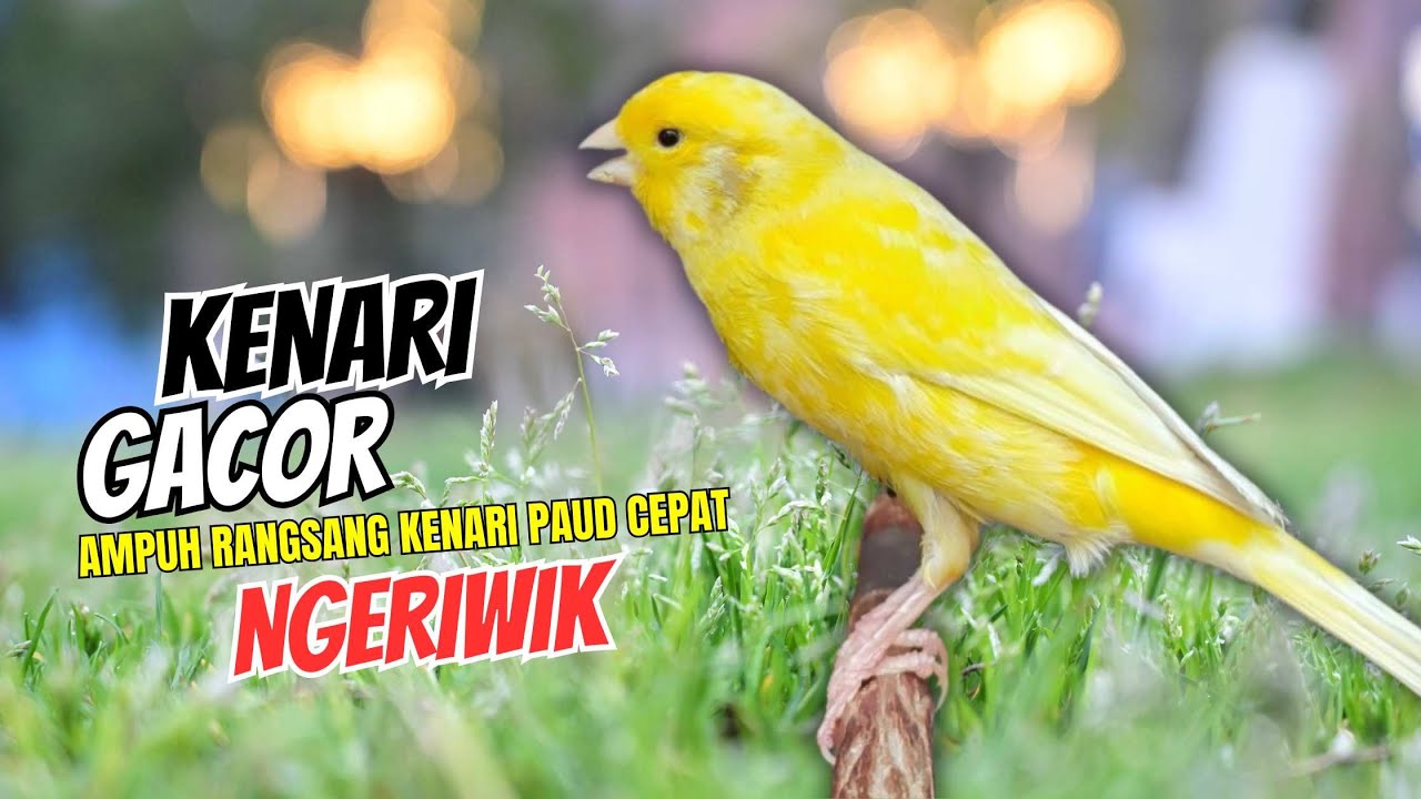 Kenari Gacor Panjang, Pancingan Kenari Paud Belajar Bunyi, Terapi Ampuh Kenari Macet