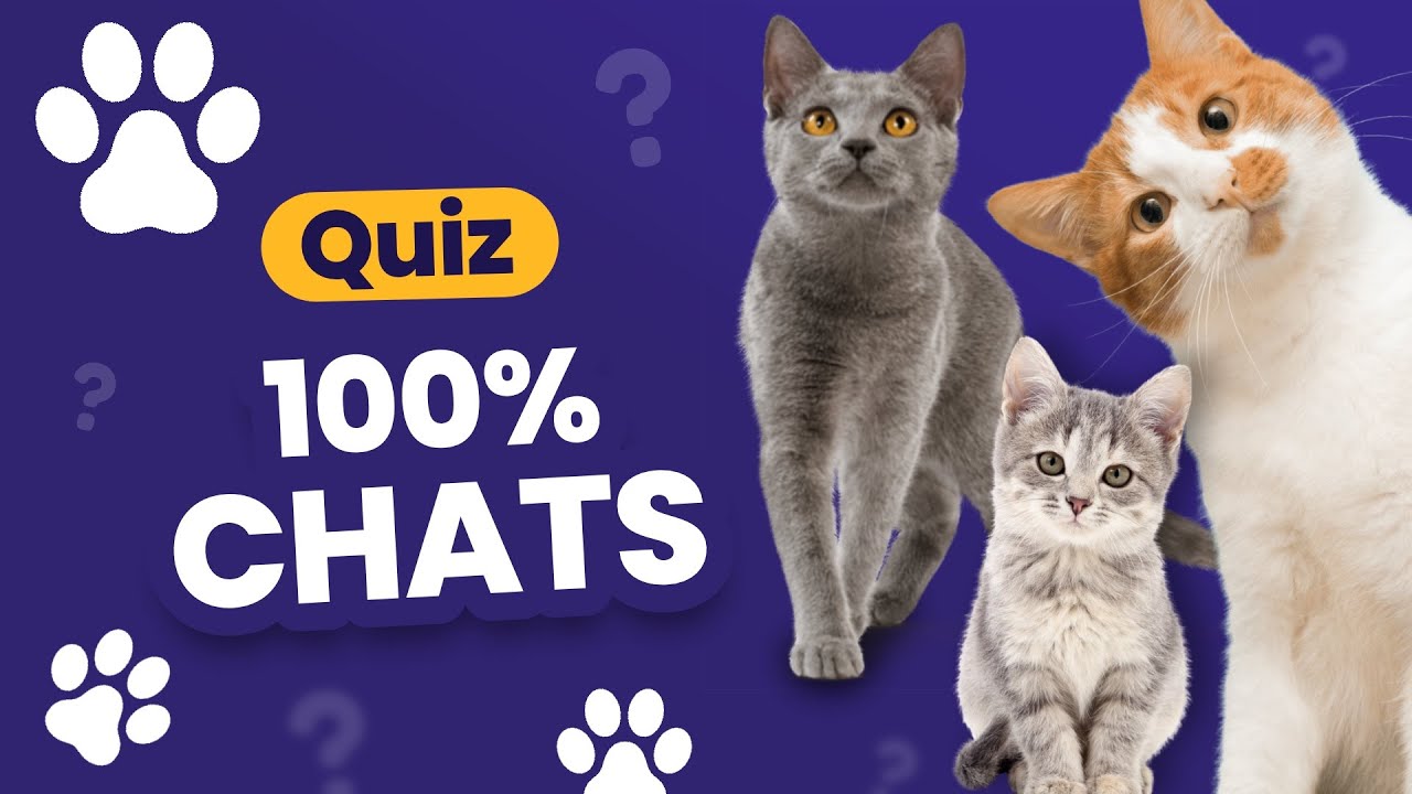 QUIZ spécial Chats 😺 : 24 questions 100% minous